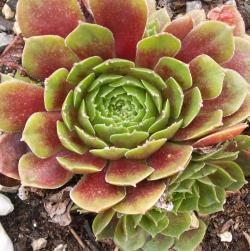 Sempervivum - Dachwurz - Hauswurz